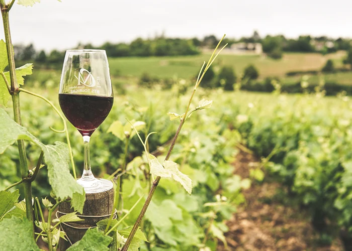 Winerys & Vinyards