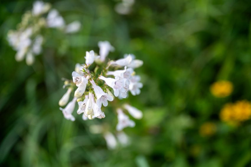 Wildflower in our pollinator plot