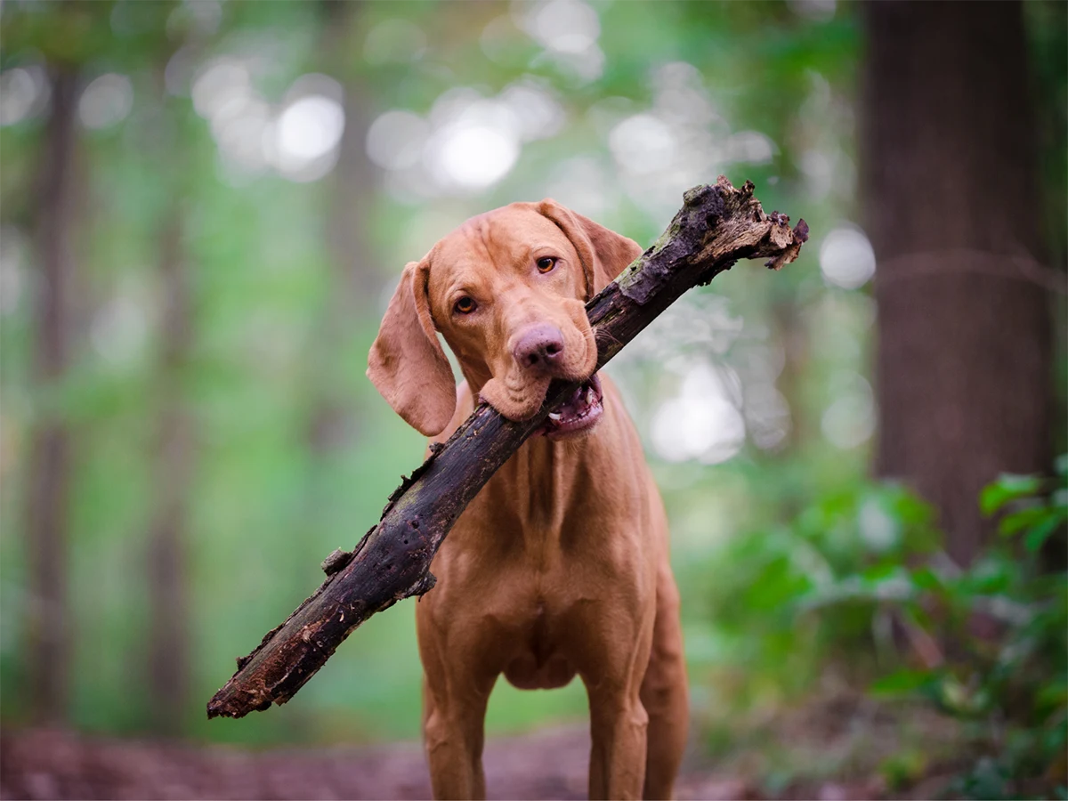 Why You Should Bring Your Furry Friend to the Hocking Hills!
