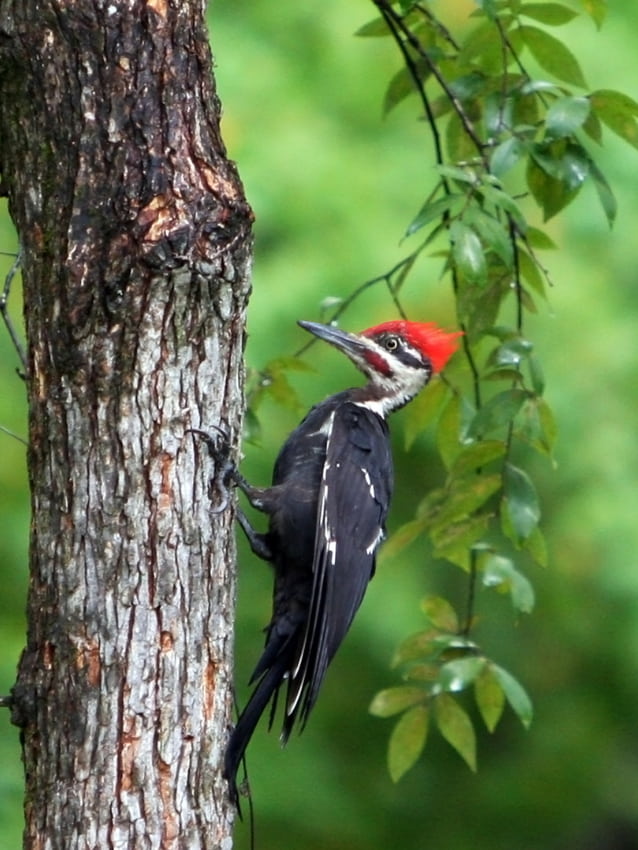 Pilliated woodpecker on a tree