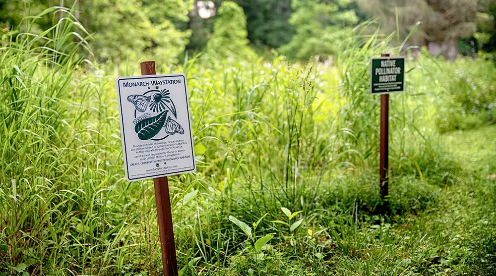 Monarch sign in a pollinator habitat Monarch waystation signs in a pollinator habitat