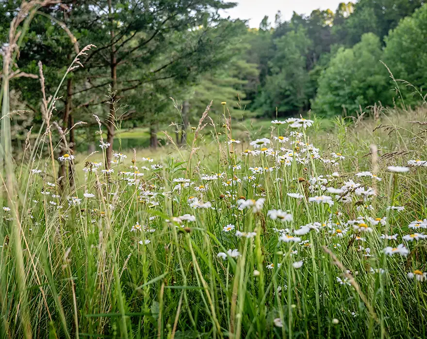Bees and butterflies feeding on native pollinator plants in bloom. Bees and butterflies on native pollinator garden plants