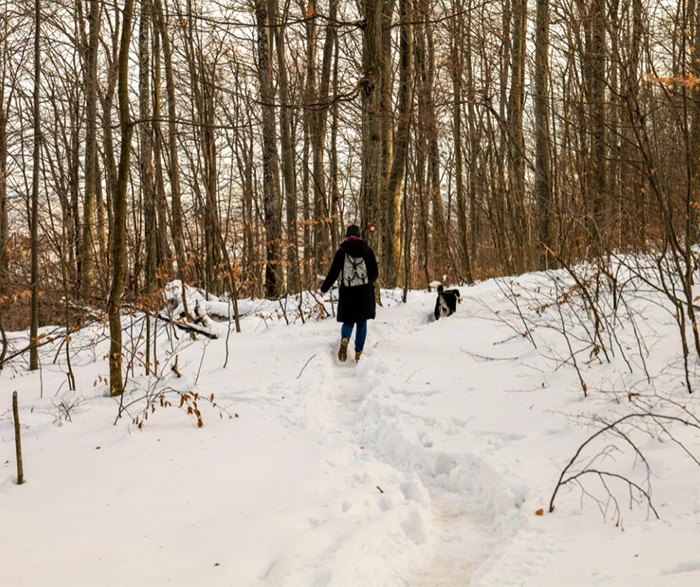 Enjoy the refreshing crisp air of a winter hike. person and dog hiking through snowy woods