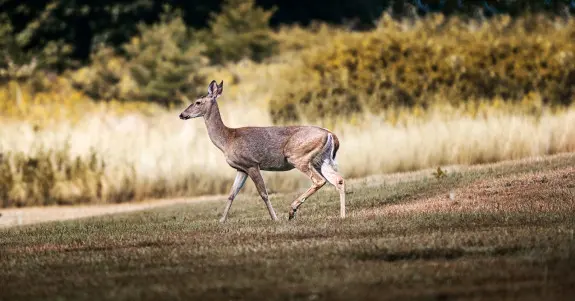 A deer walks through a field
