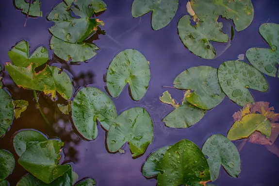 Lilypads and a lake