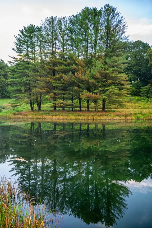 Pond reflecting the forest