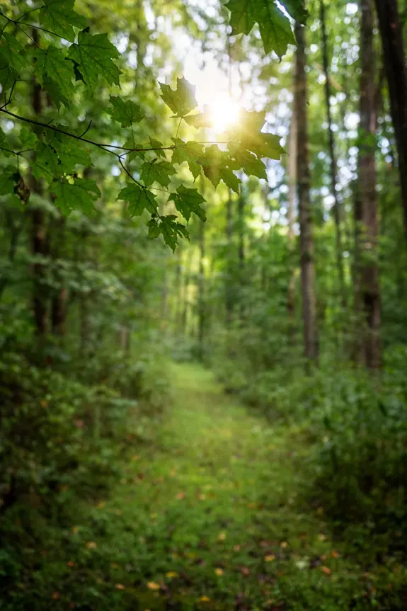 a mowed path leads into the forest
