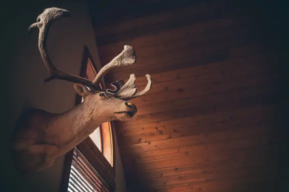 Taxidermy elk hanging high in a cabin