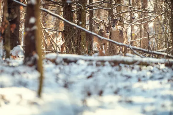 Snowy ground and trees, a deer looking at the camera through the trees