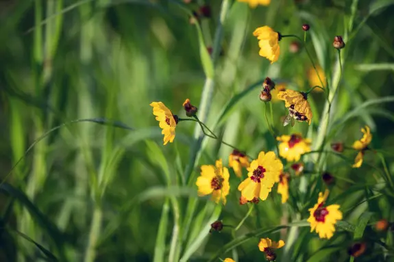 Wildflowers growing
